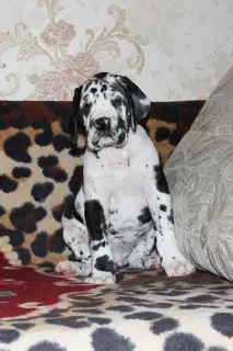 Additional photos: Great Dane puppies