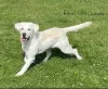 Additional photos: Stunning White Labrador Puppies