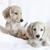 Photo №1. dachshund - for sale in the city of Hartford | 600$ | Announcement № 109921