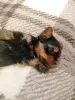 Additional photos: Miniature Yorkie puppies.