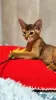 Additional photos: Elite Abyssinian kittens