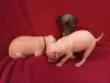 Photo №2 to announcement № 11137 for the sale of american hairless terrier - buy in Russian Federation private announcement