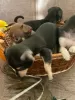 Additional photos: Selling toy terrier puppies