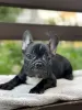 Additional photos: French Bulldog