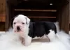 Photo №4. I will sell english bulldog in the city of Leipzig. from nursery - price - 473$