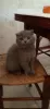 Additional photos: Purebred Scottish Fold kittens for sale