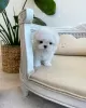 Photo №3. Adorable Teacup Maltese puppies. Estonia