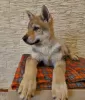 Photo №2 to announcement № 37343 for the sale of czechoslovakian wolfdog - buy in Belarus from nursery, breeder