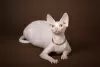 Photo №1. sphynx-katze - for sale in the city of Москва | negotiated | Announcement № 23177