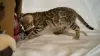 Photo №2 to announcement № 9308 for the sale of bengal cat - buy in Russian Federation private announcement