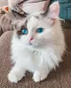 Photo №1. ragdoll - for sale in the city of Tallinn | 613$ | Announcement № 90139