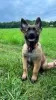 Photo №4. I will sell belgian shepherd in the city of Ústí nad Labem. breeder - price - 1162$