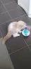 Photo №2 to announcement № 114157 for the sale of persian cat - buy in Russian Federation private announcement