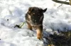 Photo №2 to announcement № 9646 for the sale of german shepherd - buy in Russian Federation breeder