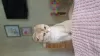 Photo №2 to announcement № 104951 for the sale of scottish fold - buy in Russian Federation from nursery