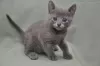 Photo №3. Russian blue kittens. Belarus