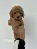 Photo №1. poodle (toy) - for sale in the city of Werbass | 1321$ | Announcement № 119774