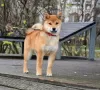 Photo №1. shiba inu - for sale in the city of Москва | 1302$ | Announcement № 80911