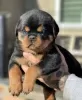 Photo №1. rottweiler - for sale in the city of Sremski Karlovci | negotiated | Announcement № 82897