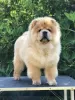 Additional photos: Chow Chow, wonderful puppies