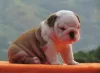 Photo №1. english bulldog - for sale in the city of Košice | 4$ | Announcement № 34203