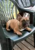 Photo №1. french bulldog - for sale in the city of Сало | 1585$ | Announcement № 43036