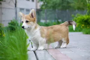 Photo №3. Welsh Corgi Pembroke. Girl.. Russian Federation