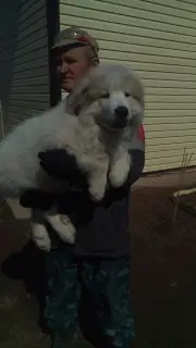 Photo №1. caucasian shepherd dog - for sale in the city of Permian | Negotiated | Announcement № 2134