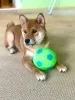 Photo №2 to announcement № 44577 for the sale of shiba inu - buy in Russian Federation private announcement, from nursery, breeder