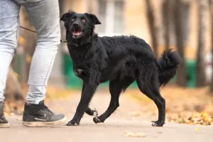 Photo №2 to announcement № 5761 for the sale of border collie - buy in Russian Federation private announcement