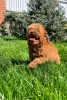 Photo №3. Home trained Toy Poodle Puppies available now. Germany