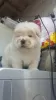 Photo №2 to announcement № 70347 for the sale of chow chow - buy in United Kingdom private announcement