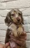 Photo №2 to announcement № 26789 for the sale of dachshund - buy in Belarus 