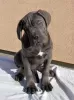 Additional photos: Cane Corso puppies