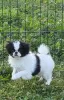 Additional photos: Beautiful FCI PEDIGREE puppy