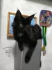 Photo №2 to announcement № 10872 for the sale of maine coon - buy in Ukraine from nursery, breeder