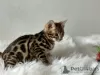 Photo №1. bengal cat - for sale in the city of Аугсбург | 264$ | Announcement № 111709