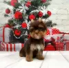 Photo №1. yorkshire terrier - for sale in the city of St. Petersburg | 814$ | Announcement № 8353