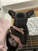 Photo №1. french bulldog - for sale in the city of Dusseldorf | 380$ | Announcement № 128249