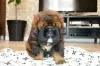 Photo №2 to announcement № 8465 for the sale of tibetan mastiff - buy in Russian Federation breeder