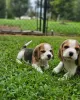 Photo №1. beagle - for sale in the city of Baden Baden | 500$ | Announcement № 128467