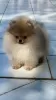 Additional photos: Pomeranian