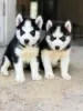 Photo №2 to announcement № 129789 for the sale of siberian husky - buy in Finland breeder