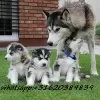 Photo №1. siberian husky - for sale in the city of Sapporo | Is free | Announcement № 51325