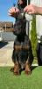 Additional photos: Doberman puppies for sale