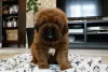 Photo №3. Posh Tibetan Mastiffs. Russian Federation