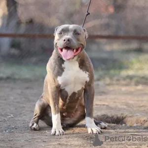 Additional photos: American Bully Puppies