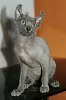 Photo №4. I will sell sphynx cat in the city of Dubai.  - price - 1000$