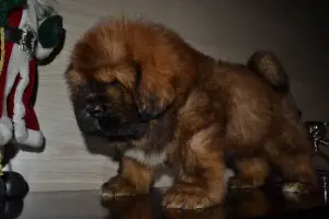 Additional photos: Tibetan Mastiff Puppies