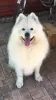 Photo №2 to announcement № 40175 for the sale of samoyed dog - buy in Moldova breeder